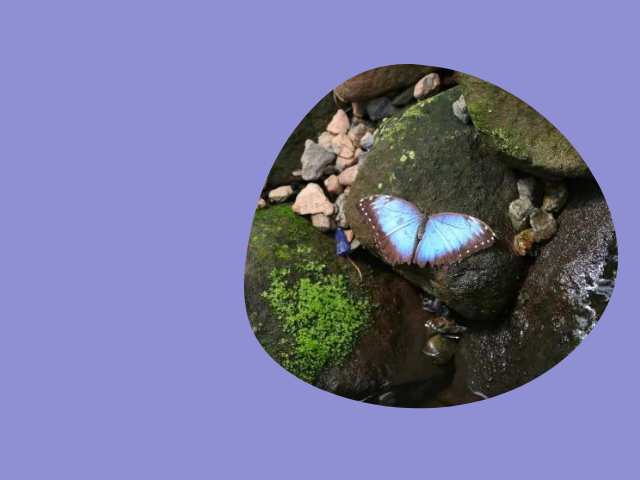 mariposa morpho azul en su habitat