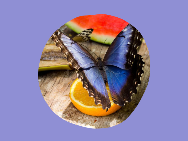 mariposa morpho con su alimentacion