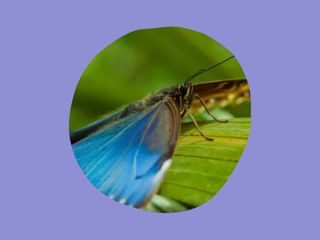 mariposa morpho con su alimentacion